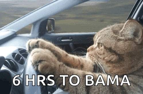 A Cat Is Driving A Car With The Words 6 Hrs To Bama On The Bottom GIF
