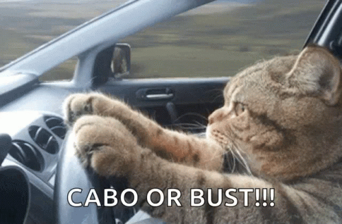 A Cat Is Driving A Car With The Words " Cabo Or Bust " Below It GIF