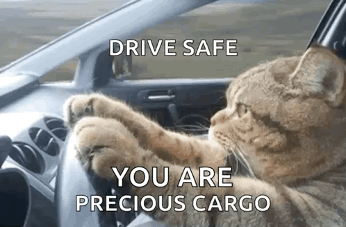 A Cat Is Driving A Car With The Words Drive Safe You Are Precious Cargo Above It GIF