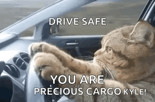 A Cat Is Driving A Car With The Words `` Drive Safe You Are Precious Cargo Kyle '' . GIF