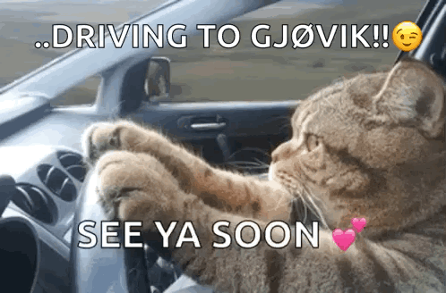 A Cat Is Driving A Car With The Words " Driving To Gjovik See Ya Soon " Below It GIF