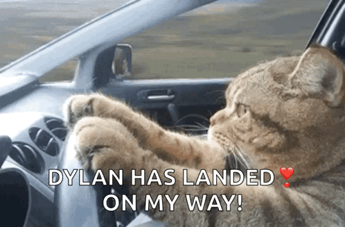 A Cat Is Driving A Car With The Words Dylan Has Landed On My Way GIF