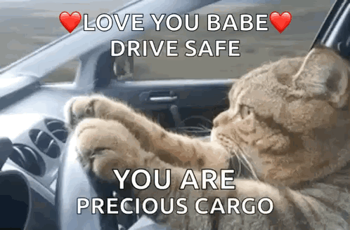 A Cat Is Driving A Car With The Words " Love You Babe Drive Safe You Are Precious Cargo " GIF