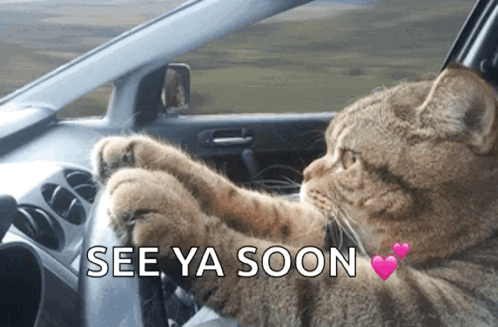 A Cat Is Driving A Car With The Words See Ya Soon Written On The Bottom GIF