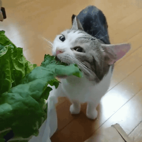 A Cat Is Eating A Leaf Of Lettuce From A Bag GIF