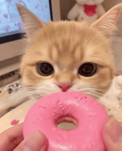 A Cat Is Eating A Pink Donut With Its Mouth Open . GIF