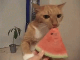 A Cat Is Eating A Slice Of Watermelon From Someone 'S Hand . GIF