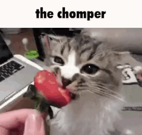 A Cat Is Eating A Strawberry From A Person 'S Hand In Front Of A Laptop . GIF