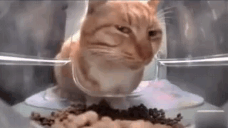 A Cat Is Eating Food From A Bowl In A Container . GIF