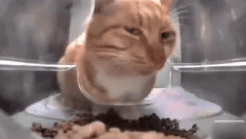 A Cat Is Eating Food From A Bowl In A Container . GIF