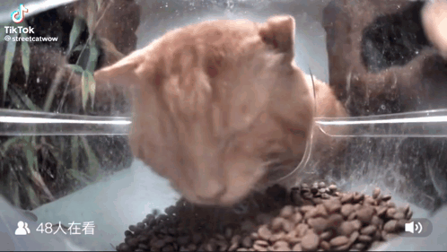 a cat is eating from a bowl of coffee beans in a clear container ..