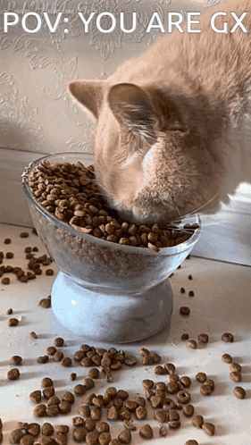 A Cat Is Eating Out Of A Bowl With The Caption " Pov You Are Gx " GIF