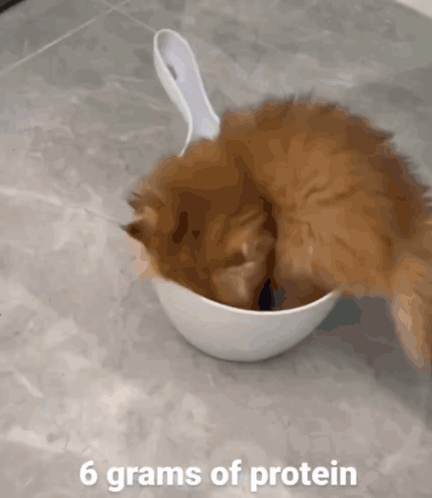 A Cat Is Eating Out Of A White Bowl With The Words 6 Grams Of Protein Below It GIF