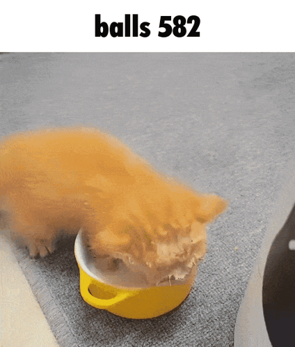 A Cat Is Eating Out Of A Yellow Bowl With The Text Balls 582 Above It GIF