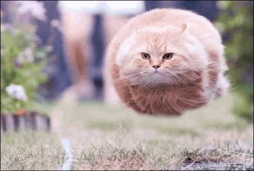 A Cat Is Flying Through The Air In A Field GIF