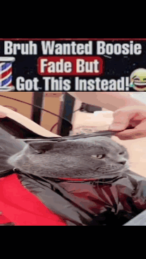 A Cat Is Getting A Haircut With The Caption Bruh Wanted Boosie Fade But Got This Instead GIF