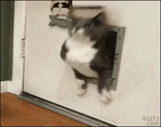 A Cat Is Getting Out Of A Cat Door . GIF
