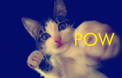 A Cat Is Giving A Fist With The Word Pow Written On It GIF