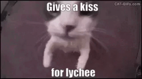 A Cat Is Giving A Kiss For Lychee In A Meme . GIF