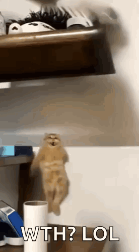 a cat is hanging from a shelf with the words wth lol written below it