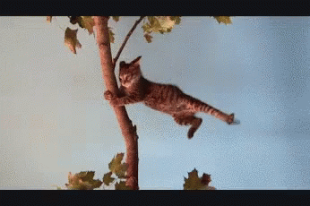 A Cat Is Hanging From A Tree Branch With A Blue Sky In The Background GIF