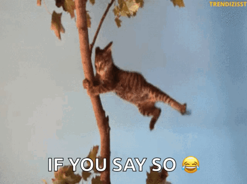 A Cat Is Hanging From A Tree Branch With The Caption If You Say So GIF