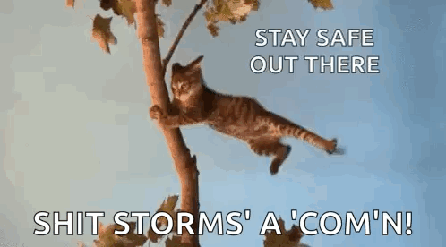 A Cat Is Hanging From A Tree Branch With The Words `` Stay Safe Out There '' . GIF
