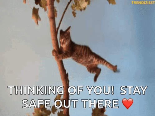 A Cat Is Hanging From A Tree Branch With The Words " Thinking Of You ! Stay Safe Out There " GIF