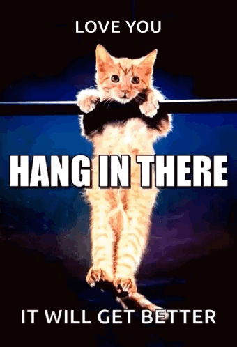 A Cat Is Hanging On A Bar With The Words Love You Hang In There GIF