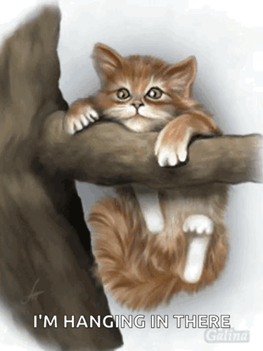A Cat Is Hanging On A Tree Branch With The Words I 'M Hanging In There GIF