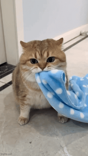 A Cat Is Holding A Blue And White Blanket In Its Mouth . GIF