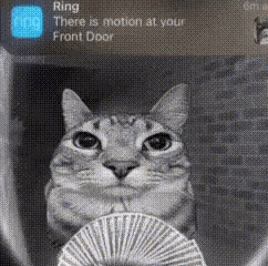 A Cat Is Holding A Fan In Front Of A Door That Says Ring There Is Motion At Your Front Door . GIF