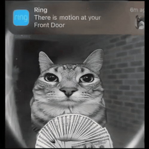 A Cat Is Holding A Fan Of Money In Front Of A Ring App GIF
