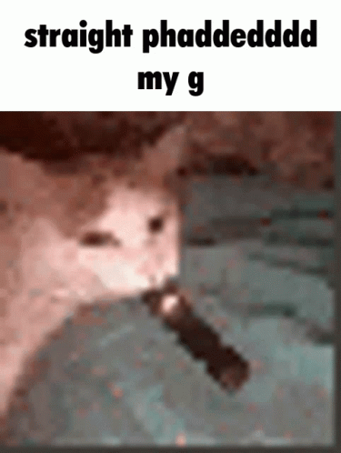 A Cat Is Holding A Flashlight In Its Mouth And The Caption Reads Straight Phaddedddd My G GIF