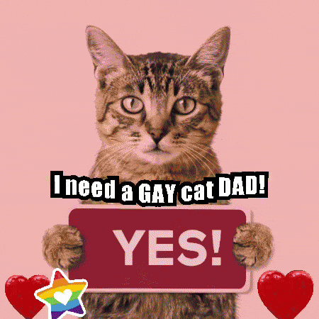 Cat Holding Sign Saying I Need A Gay Cat Dad GIF