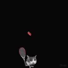 A Cat Is Holding A Tennis Racquet In Front Of A Red Brick .. GIF