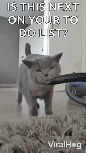 A Cat Is Holding A Vacuum Cleaner In Its Mouth And Says Is This Next On Your To Do List ? GIF
