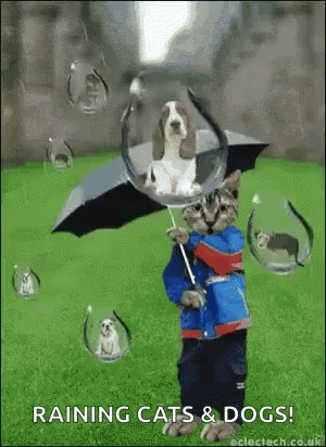 A Cat Is Holding An Umbrella With A Dog In It GIF