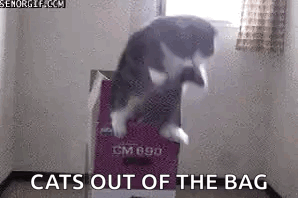 a cat is jumping out of a suitcase in a room with the words `` cats out of the bag '' .