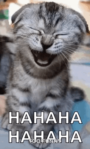 A Cat Is Laughing With Its Eyes Closed And The Words `` Hahaha Hahaha Too Funny '' Written Below It . GIF