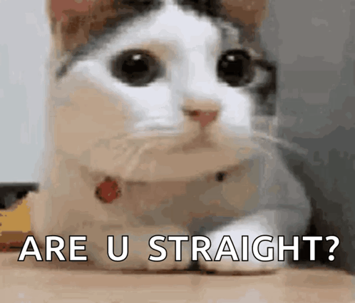 A Cat Is Laying Down And Looking At The Camera With The Words `` Are U Straight '' Written Below It . GIF