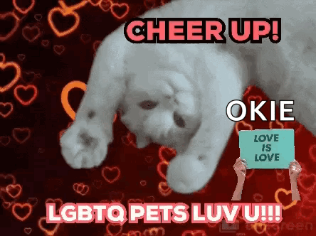 A Cat Is Laying Down With A Sign That Says Love Is Love GIF