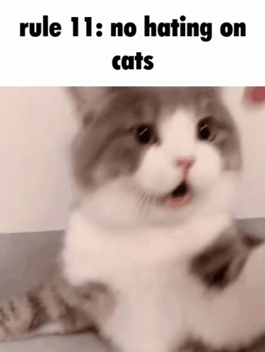 A Cat Is Laying Down With Its Mouth Open And The Words Rule 11 : No Hating On Cats Above It . GIF