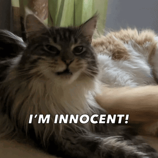 A Cat Is Laying Down With The Words I 'M Innocent Written Below It GIF
