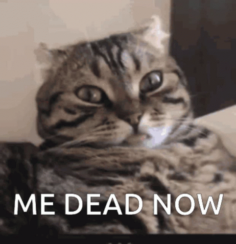 A Cat Is Laying Down With The Words " Me Dead Now " Written Below It GIF