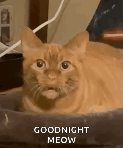 A Cat Is Laying In A Bed With Its Mouth Open And The Words `` Goodnight Meow '' Written On The Bottom . GIF