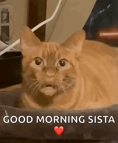 A Cat Is Laying In A Bed With The Words Good Morning Sista Written On The Bottom GIF