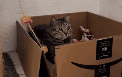 A Cat Is Laying In A Cardboard Box With An Amazon Logo GIF