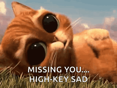 A Cat Is Laying In The Grass With The Words " Missing You High Key Sad " Written Below It GIF