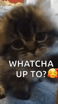 A Cat Is Laying On A Bed And Looking At The Camera With The Words `` Whatcha Up To '' . GIF